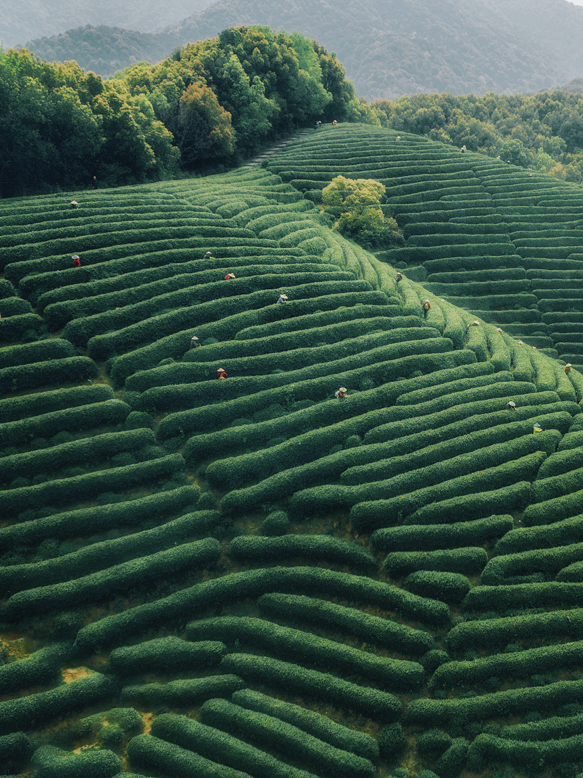 云岭茗茶茶园