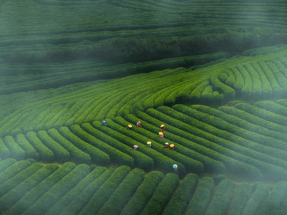 茶园管理