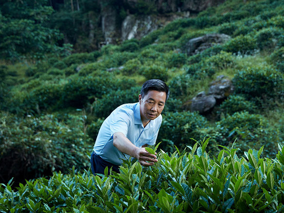 采摘时节