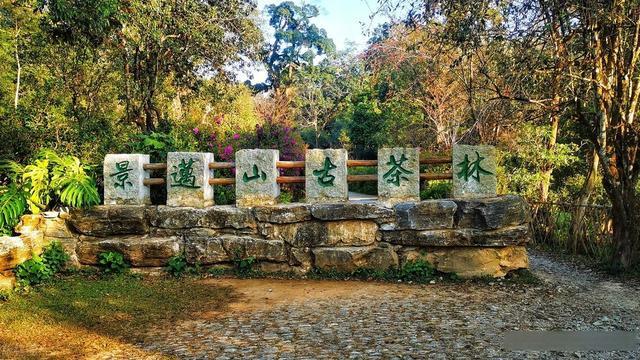 为何不是武夷山、太姥山，景迈山成为幸运儿？