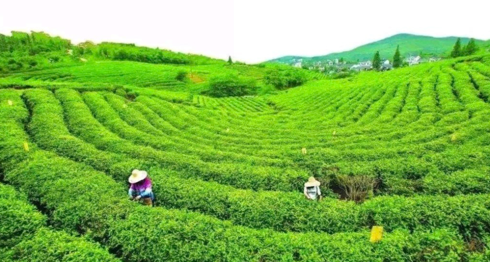 雨生百谷茶正香！为何谷雨独成古诗词里的饮茶节气