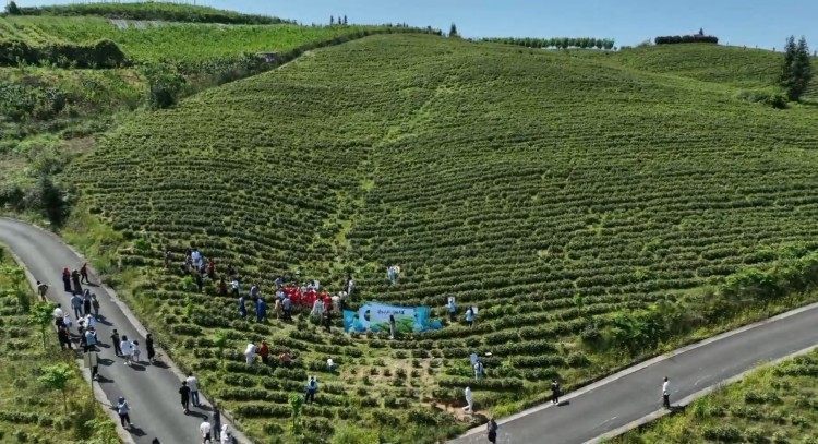 摘春茶、制香茗、斗茶技 一片茶叶为媒，架起中外茶文化的交流与碰撞